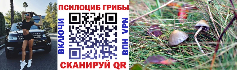 цены   Зубцов  Галлюциногенные грибы Psilocybe 